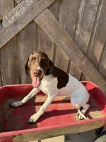 Heidi, a female German Shorthaired Pointer for sale in Winnie, TX – 5 of 5