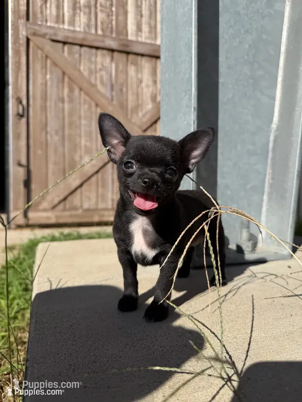 Onyx – Chihuahua puppy for sale in Winnie, TX