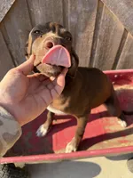 Annemarie, a female German Shorthaired Pointer for sale in Winnie, TX – 3 of 4