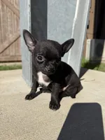 Onyx, a male Chihuahua for sale in Winnie, TX – 8 of 8