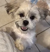 Luna, a female Shih Tzu and Shichon for sale in Warwick, RI – Photo 2 of 2