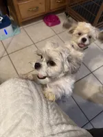 Luna, a female Shih Tzu and Shichon for sale in Warwick, RI – Photo 1 of 2