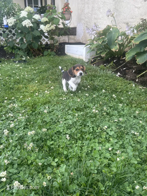 Shoshone  – Beagle puppy for sale in Ronks, PA