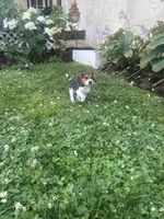 Shoshone , a female Beagle for sale in Ronks, PA – 1 of 2