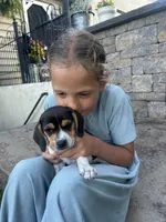 Shoshone , a female Beagle for sale in Ronks, PA – 2 of 2