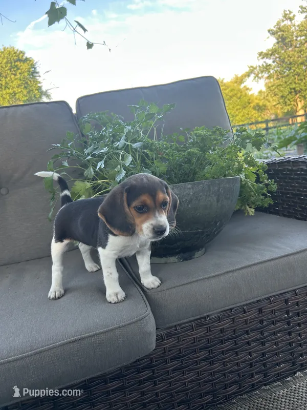 Cascade – Beagle puppy for sale in Ronks, PA