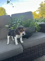 Cascade, a female Beagle for sale in Ronks, PA – 1 of 2