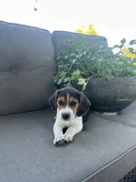 Trinity, a female Beagle for sale in Ronks, PA – 4 of 5