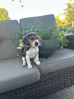 Cascade, a female Beagle for sale in Ronks, PA – 2 of 2