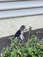 Shenandoah, a female Beagle for sale in Ronks, PA – 2 of 2