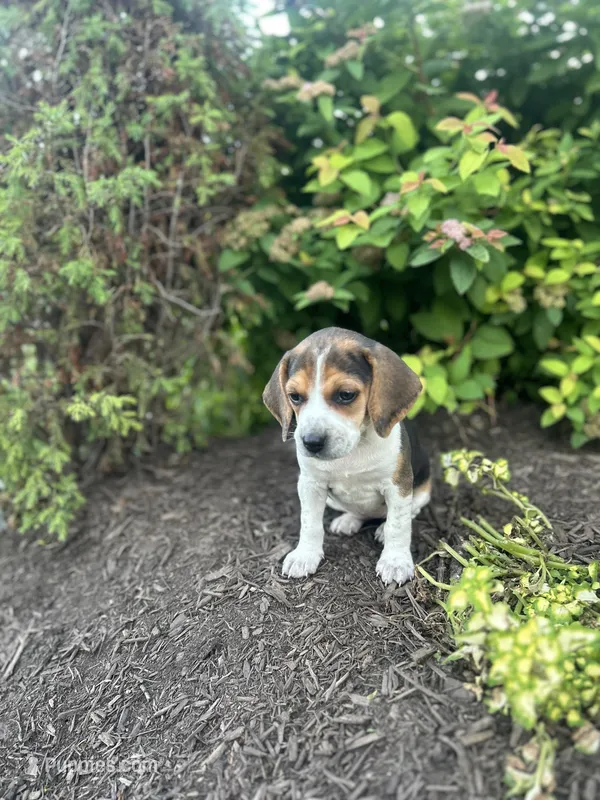 Shenandoah – Beagle puppy for sale in Ronks, PA