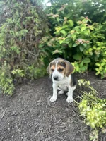 Shenandoah, a female Beagle for sale in Ronks, PA – 1 of 2