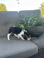Trinity, a female Beagle for sale in Ronks, PA – 5 of 5