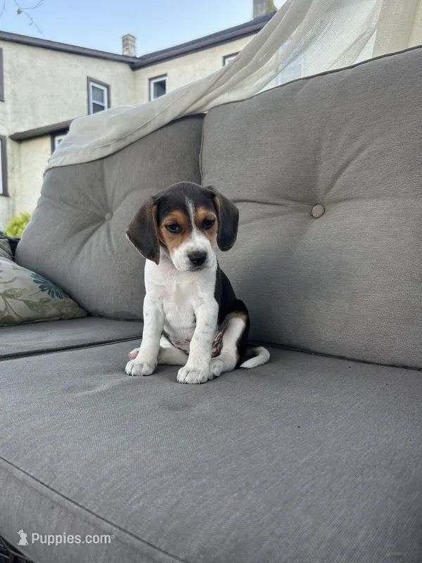 Trinity – Beagle puppy for sale in Ronks, PA