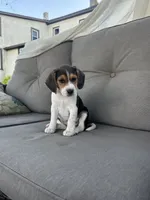 Trinity, a female Beagle for sale in Ronks, PA – 1 of 5