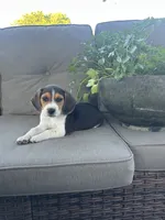 Trinity, a female Beagle for sale in Ronks, PA – 2 of 5