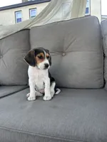 Trinity, a female Beagle for sale in Ronks, PA – 3 of 5