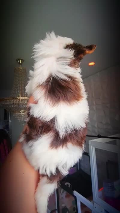 Aurora, a female Biewer for sale in North Providence, RI – 4 of 6