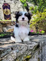 Onix, a male Biewer for sale in North Providence, RI – 6 of 10