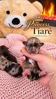 Princess Tiaré of Biewerlux, a male Yorkshire Terrier for sale in North Providence, RI – 1 of 1