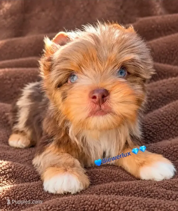 Prince Zevs of Biewerlux – Yorkshire Terrier puppy for sale in North Providence, RI