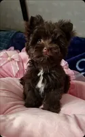 Nutella, a female Yorkshire Terrier for sale in North Providence, RI – 5 of 6