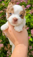 Sunny, a male Biewer for sale in North Providence, RI – 3 of 5