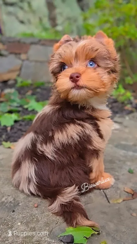 Prince Zevs of Biewerlux – Yorkshire Terrier puppy for sale in North Providence, RI