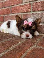 Mérida , a female Biewer for sale in North Providence, RI – 3 of 7