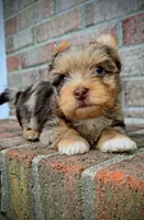 Zevs, a male Yorkshire Terrier for sale in North Providence, RI – 2 of 3