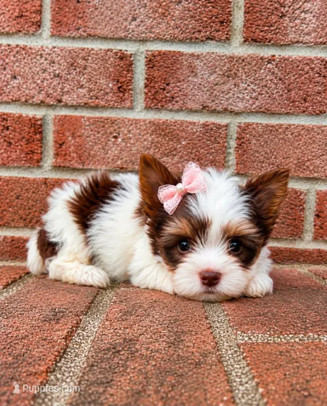 Aurora – Biewer puppy for sale in North Providence, RI