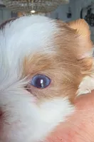 Sunny, a male Biewer for sale in North Providence, RI – 2 of 5
