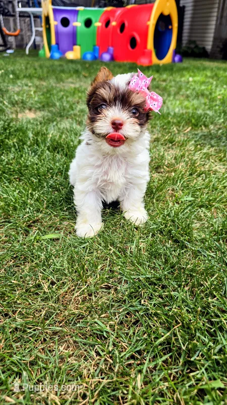 Mérida  – Biewer puppy for sale in North Providence, RI