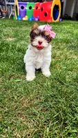 Mérida , a female Biewer for sale in North Providence, RI – 7 of 7