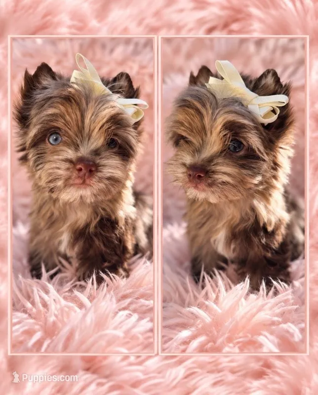 Princess Luna 🌙 – Yorkshire Terrier puppy on hold in North Providence, RI