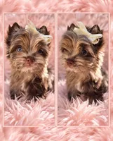 Princess Luna 🌙, a female Yorkshire Terrier for sale in North Providence, RI – 1 of 1