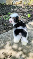 Onix, a male Biewer for sale in North Providence, RI – 5 of 10