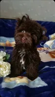 Nutella, a female Yorkshire Terrier for sale in North Providence, RI – 2 of 6