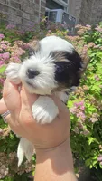Onix, a male Biewer for sale in North Providence, RI – 2 of 8
