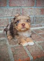 Zevs, a male Yorkshire Terrier for sale in North Providence, RI – 3 of 3