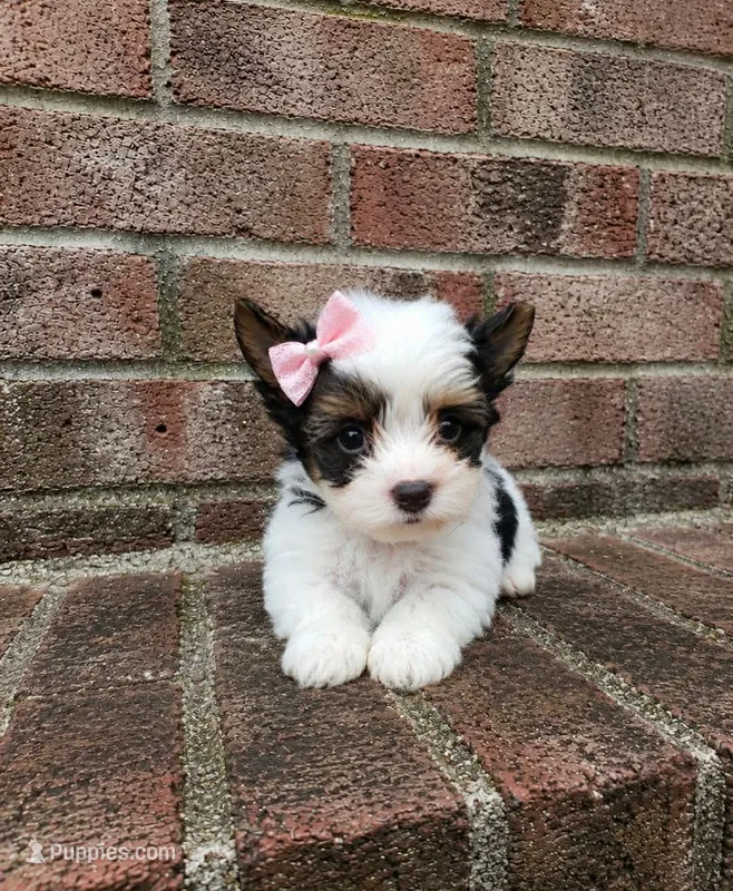 BellaBoo  – Biewer puppy for sale in North Providence, RI