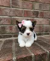 BellaBoo , a female Biewer for sale in North Providence, RI – 1 of 3