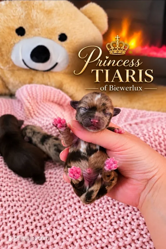 Princess Tiaris of Biewerlux – Yorkshire Terrier puppy for sale in North Providence, RI