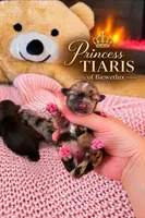 Princess Tiaris of Biewerlux, a male Yorkshire Terrier for sale in North Providence, RI – 1 of 1