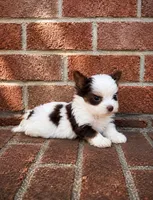 Royce , a male Biewer for sale in North Providence, RI – 2 of 3