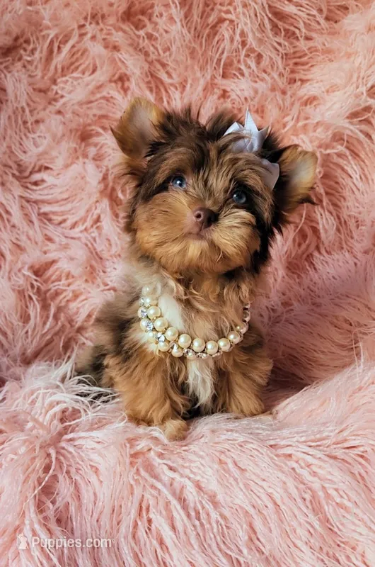 Princess Lyra By.Biewerlux – Yorkshire Terrier puppy for sale in North Providence, RI