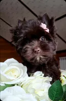 Nutella, a female Yorkshire Terrier for sale in North Providence, RI – 6 of 6