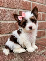Aurora , a female Biewer for sale in North Providence, RI – 1 of 3