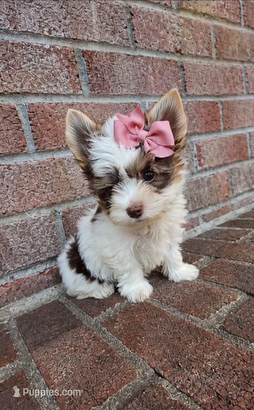 Aurora – Biewer puppy for sale in North Providence, RI