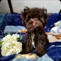 Nutella, a female Yorkshire Terrier for sale in North Providence, RI – 3 of 6